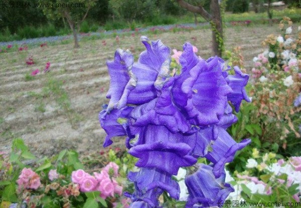 风铃花种子发芽出苗开花图片