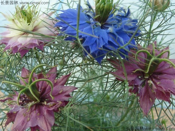 波斯宝石花瓣有几种花色