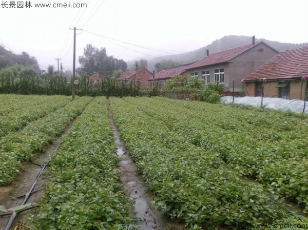 暴马丁香种子发芽出苗图片