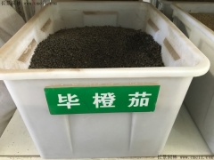 荜澄茄种子