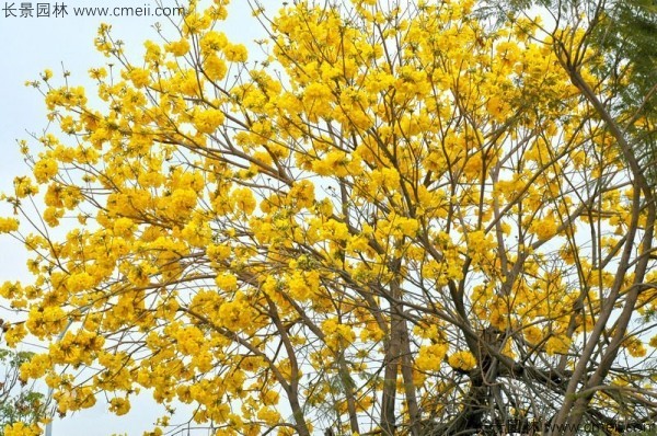 红花风铃木种子发芽出苗开花图片