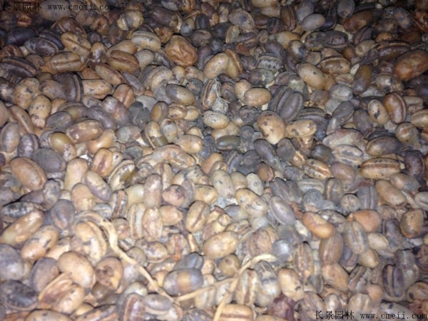 加拿利海枣种子图片