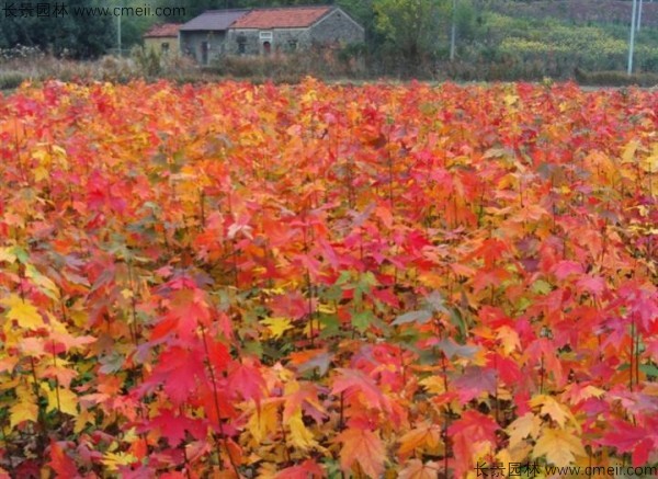 美国红枫种子发芽出苗图片