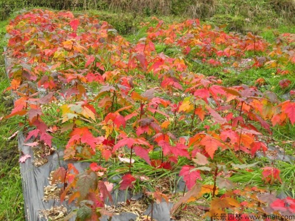 美国红枫种子发芽出苗图片