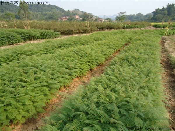 红花楹种子发芽出苗图片