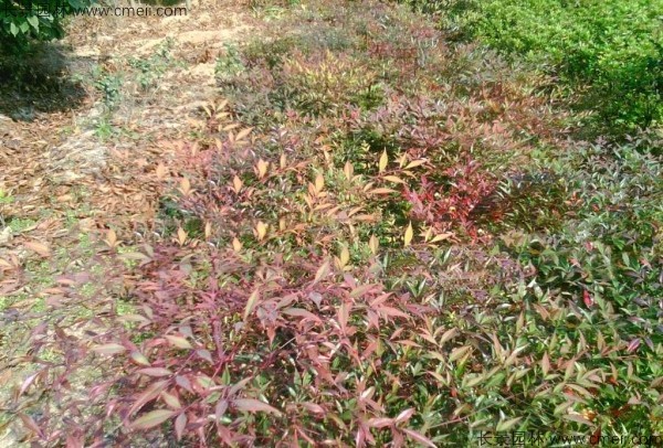红天竹种子发芽出苗图片