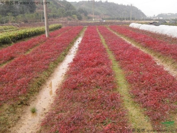 红天竹种子发芽出苗图片