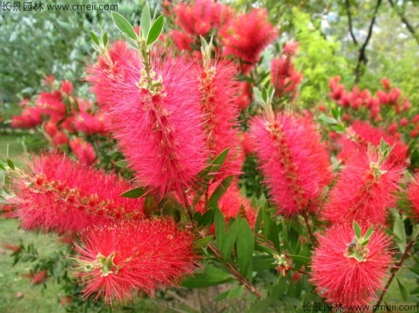 红千层种子发芽出苗开花图片