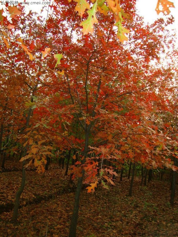 栎树种子发芽出苗图片