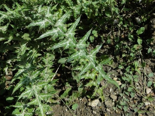 水飞蓟种子播种后多长时间发芽