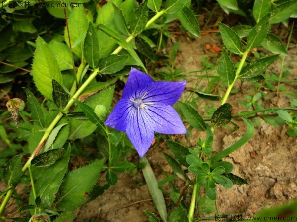 铃铛花种子发芽出苗开花图片