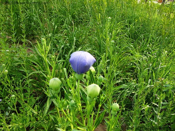 铃铛花种子发芽出苗开花图片