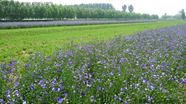 铃铛花种子发芽出苗开花图片