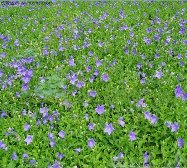 铃铛花种子发芽出苗开花图片