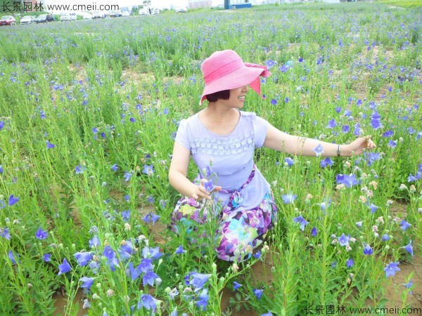 铃铛花种子发芽出苗开花图片