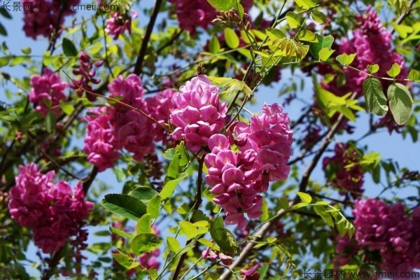 香花槐种子发芽出苗图片