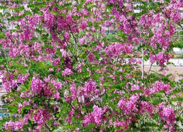 香花槐种子发芽出苗图片