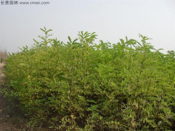 香花槐种子发芽出苗图片