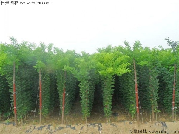 香花槐种子发芽出苗图片