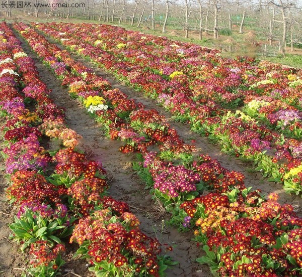 河北适合种植重瓣报春花吗