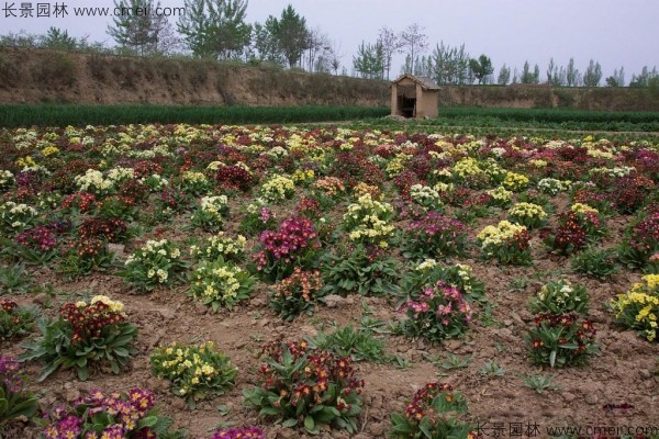 九月还能种植重瓣报春花吗