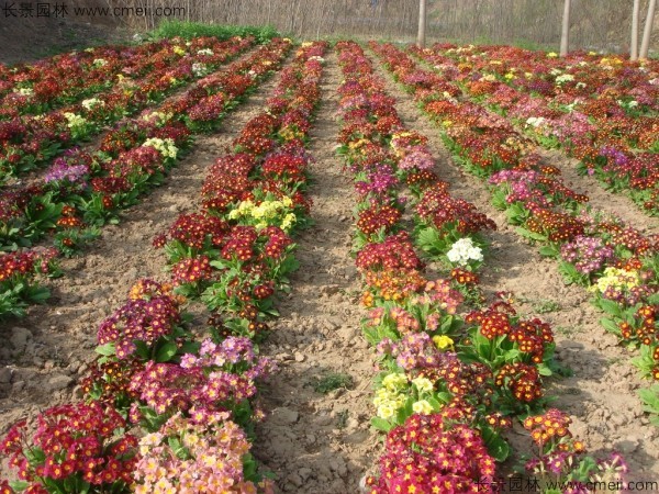 报春花种子发芽出苗开花图片