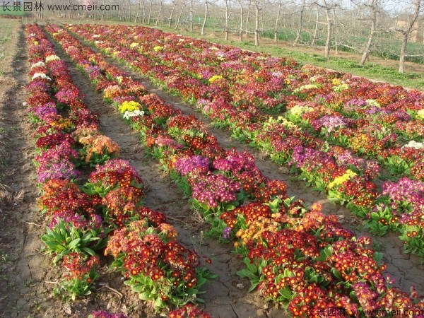 报春花种子发芽出苗开花图片