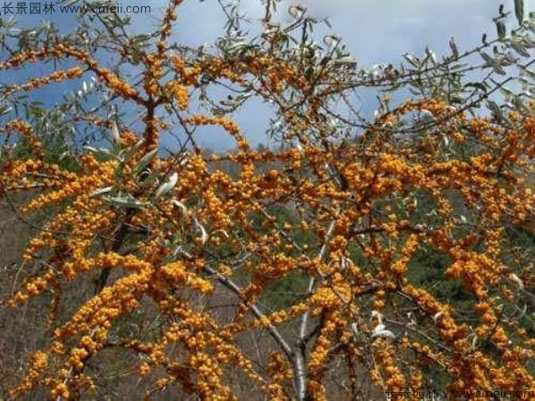 刺柳种子发芽出苗图片