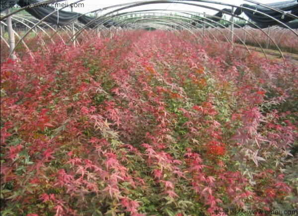 日本红枫种子发芽出苗图片