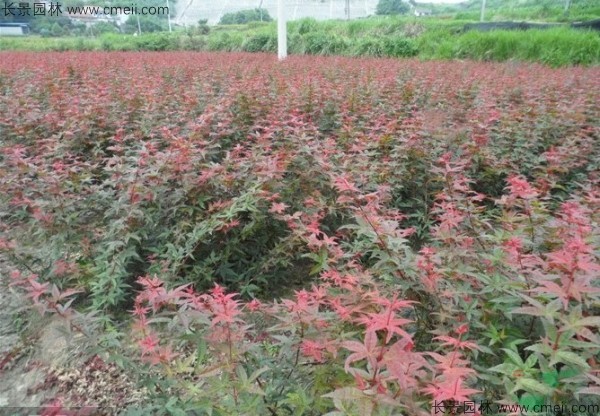红枫种子发芽出苗图片