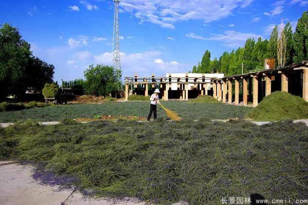 薰衣草种子发芽出苗开花图片