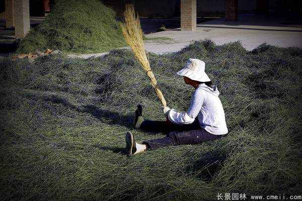 薰衣草种子发芽出苗开花图片