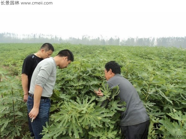 无花果种子发芽出苗图片