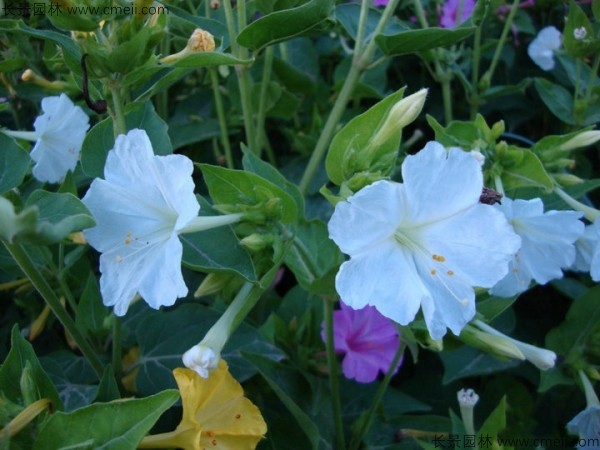 野茉莉种子发芽出苗开花图片