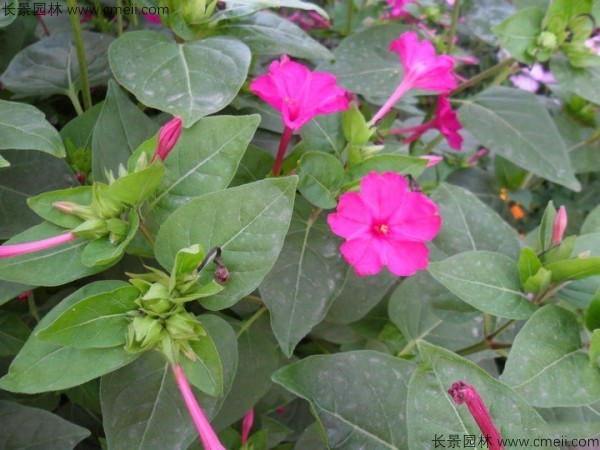 野茉莉种子发芽出苗开花图片