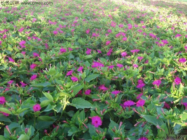 野茉莉种子发芽出苗开花图片