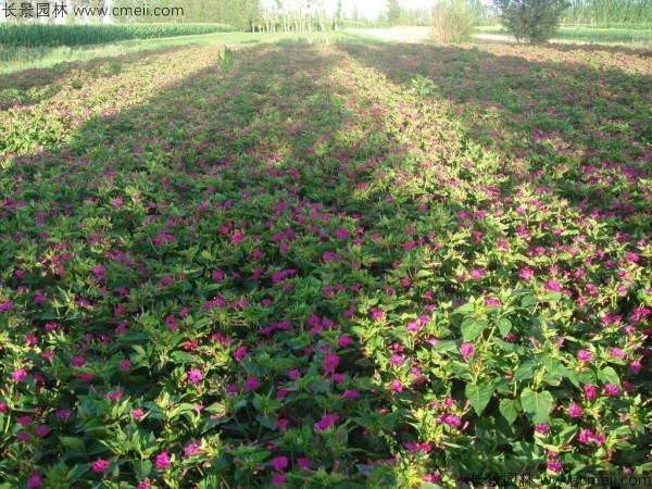 野茉莉种子发芽出苗开花图片