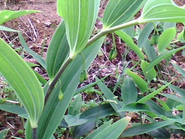 玉竹种子发芽出苗图片