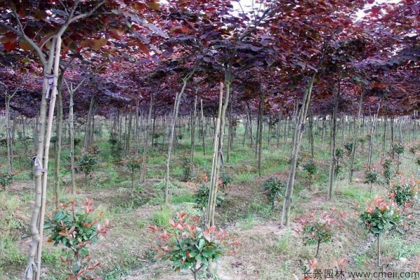 紫叶紫荆种子发芽出苗图片