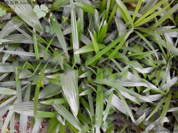 棕竹种子发芽出苗图片