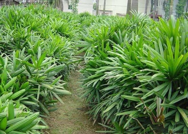 棕竹种子发芽出苗图片