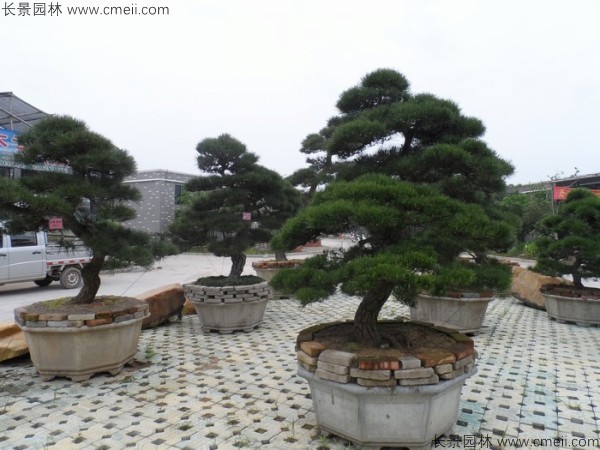 日本黑松种子发芽出苗图片