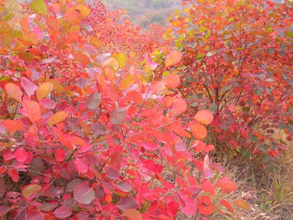 红栌种子发芽出苗图片 红栌种子发芽出苗图片
