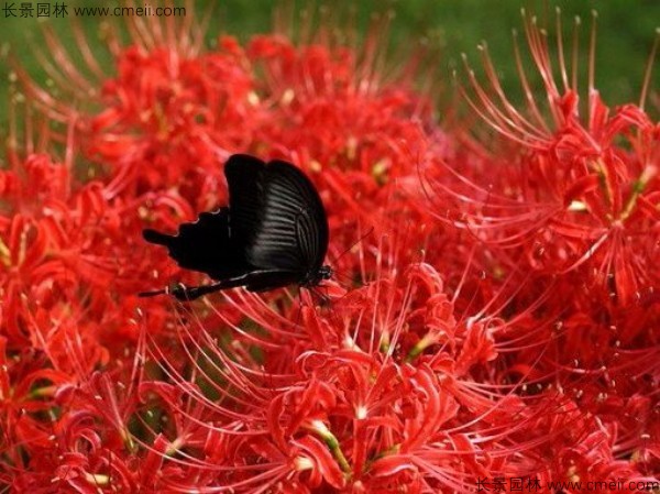 石蒜花的花语是什么，石蒜花