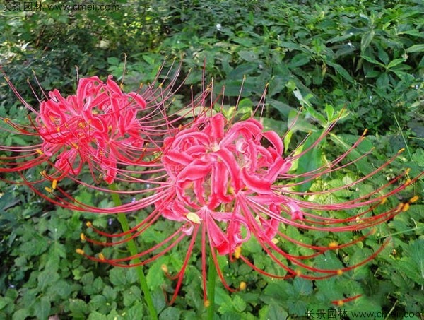 采购石蒜花种子去哪里，石蒜花种子