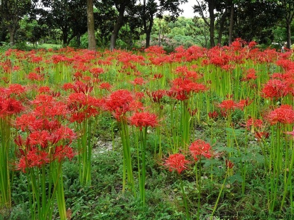 石蒜花能在东北种植吗