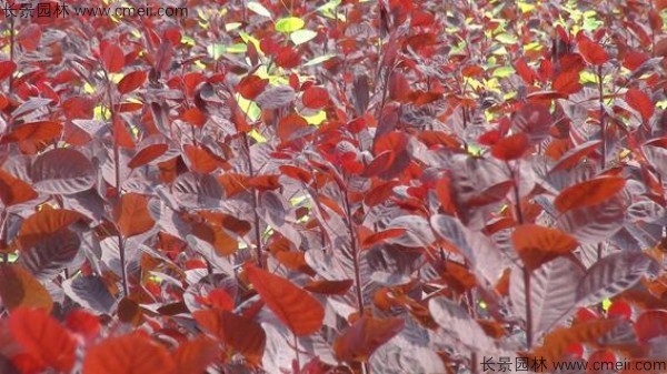 红栌种子发芽出苗图片