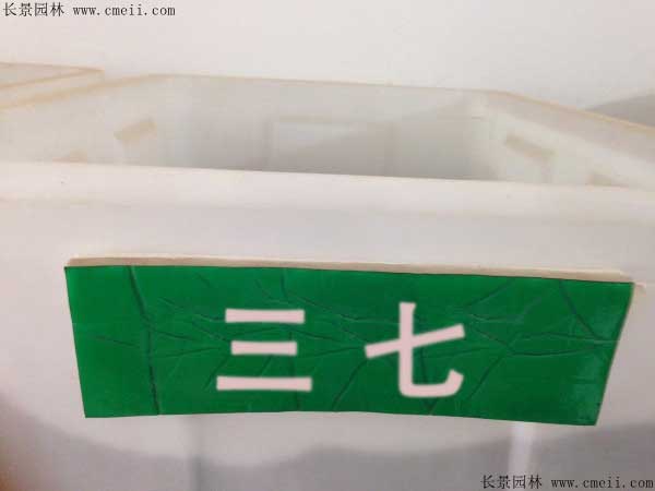 三七种植密度每亩用种多少斤