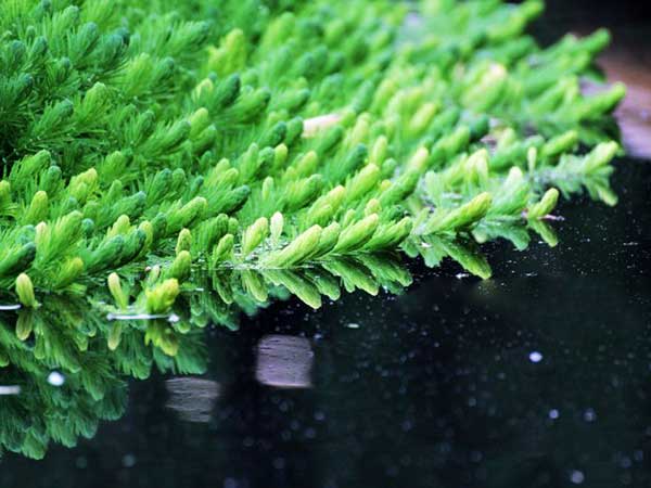 金鱼藻种子发芽出苗图片