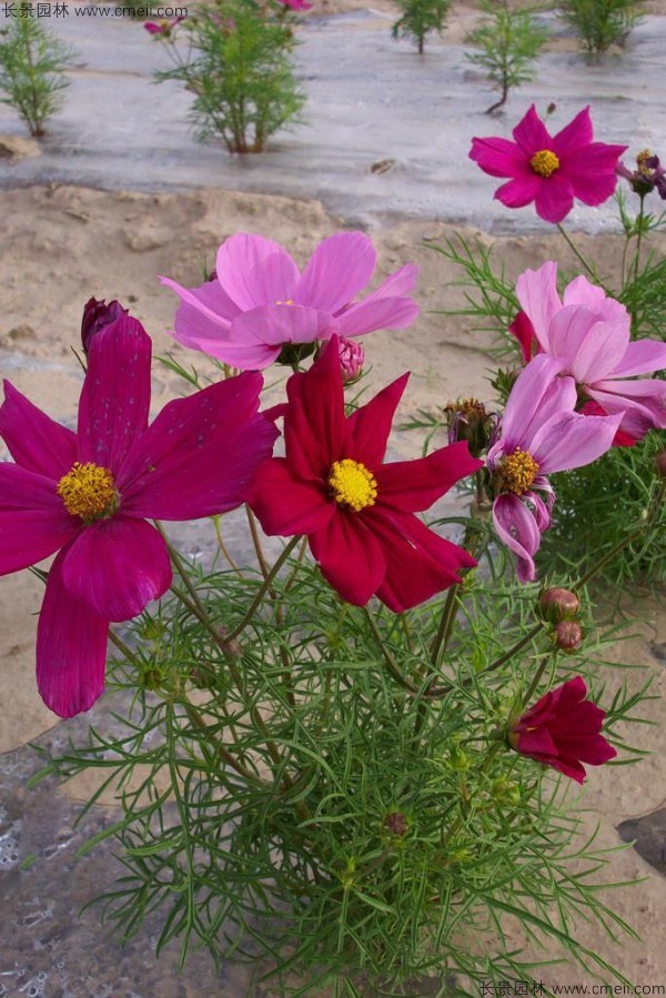 格桑花种子发芽出苗开花图片